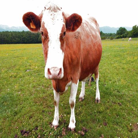 1980 Cow Milk