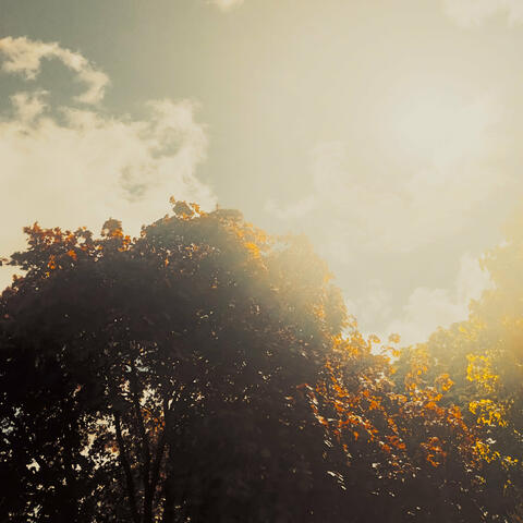 Week Day Rise
