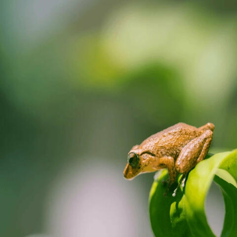 Coqui Sounds