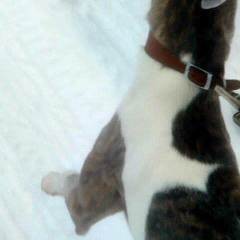 You Could Break My Heart