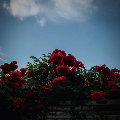 My Thing? (Remixes + Extendo)