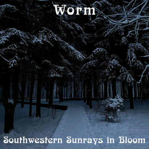 Southwestern Sunrays in Bloom