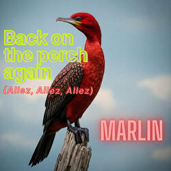 Back on the Perch Again (Allez, Allez, Allez)