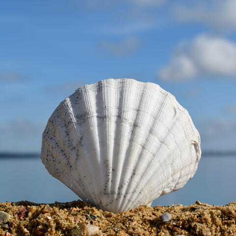 Estuarine Soul