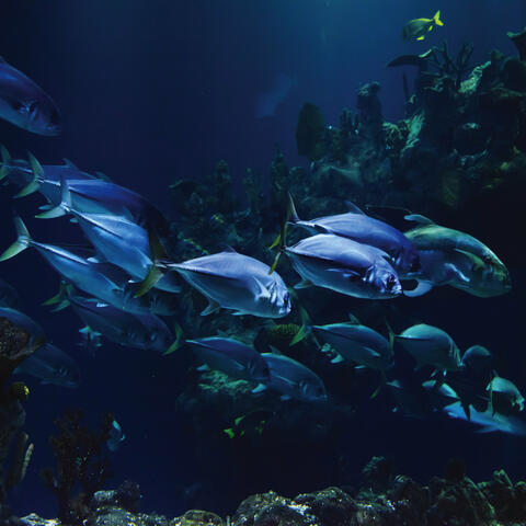 Deep Diving (Relaxing Remix)