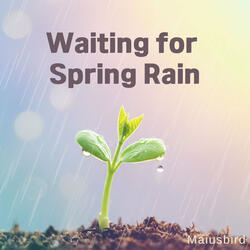 Waiting for Spring Rain