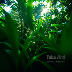 Pulse Vivid