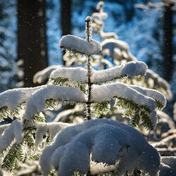 Snowfall