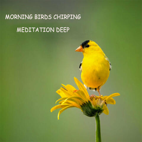 Morning Birds Chirping
