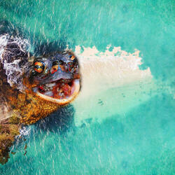 Hidden Deep in the Atoll (Ogea Driki)