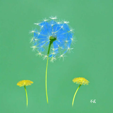 Dandelion Wish