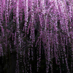 The Return of Dracula