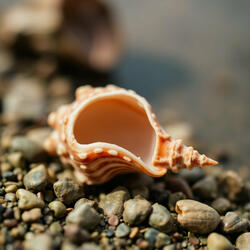 Sento il mare dentro una conchiglia