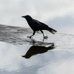 Bridging the Great Divide