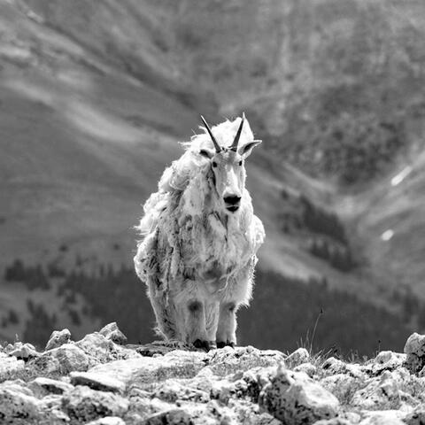 Matted