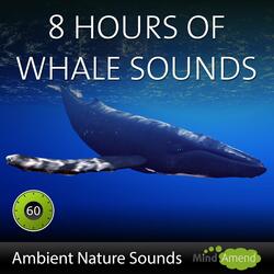 Deep Water Whale Sounds