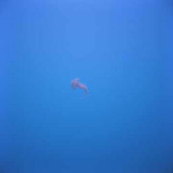 Falling in Slow Motion