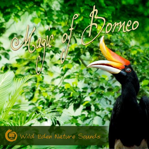 Magic of Borneo (Tropical Soundscapes from Kalimantan's Primary Rainforests)