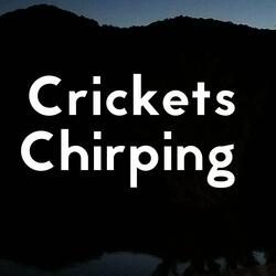 Crickets Chirping