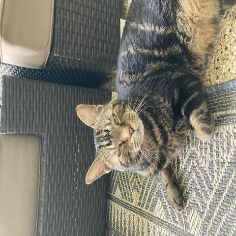 Kitty's