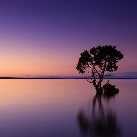 Lonely Tree