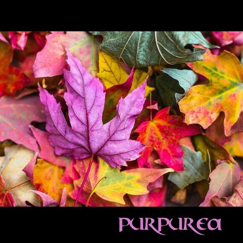 Purpurea