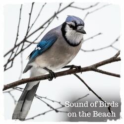 Sound of Birds on the Beach, Pt. 03