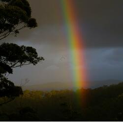 Rainbows N Gold
