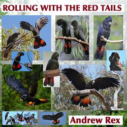 Rolling with the Red Tails