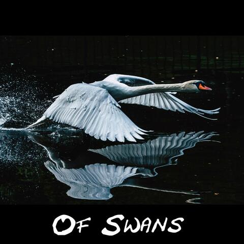 Of Swans