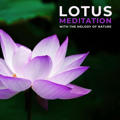 Lotus Meditation with the Melody of Nature