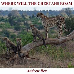 Where Will the Cheetahs Roam