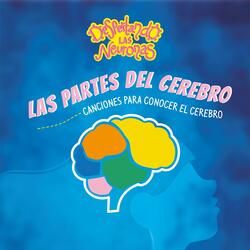 Las Partes Del Cerebro