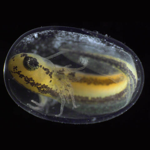 (unconditional love)