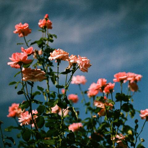 thorns