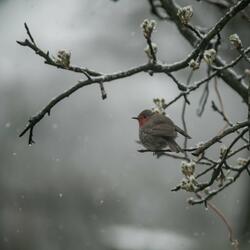 Rain with soothing bird noises part one (loopable)