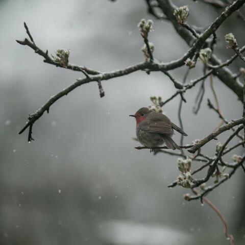 Rain with bird noises