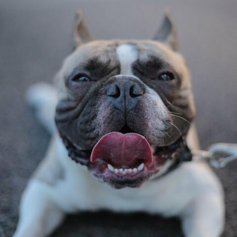 My Dog Is More Dog Than Yours