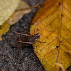 Calming Cricket