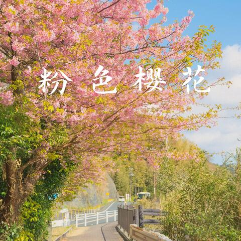 粉色樱花