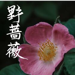 野蔷薇
