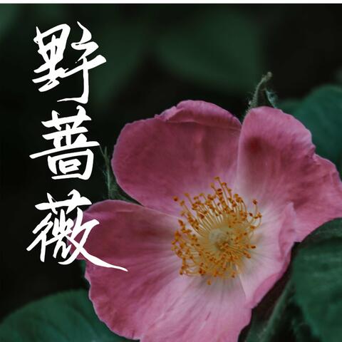 野蔷薇