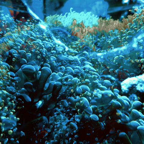 Tide