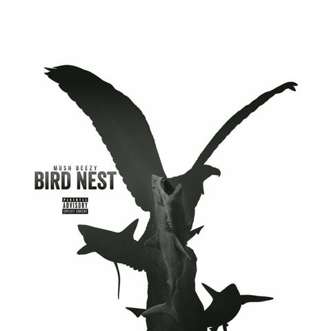 Bird Nest