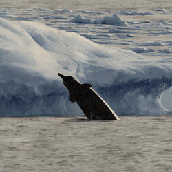 crying at the empty sea of faith