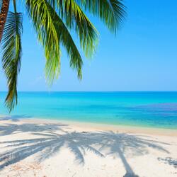 Coconut