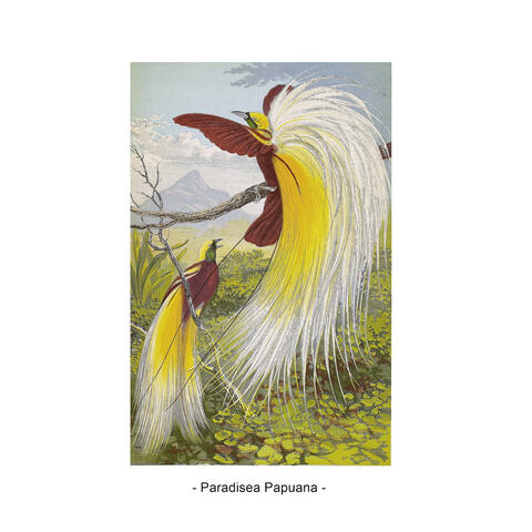 Paradisea Papuana