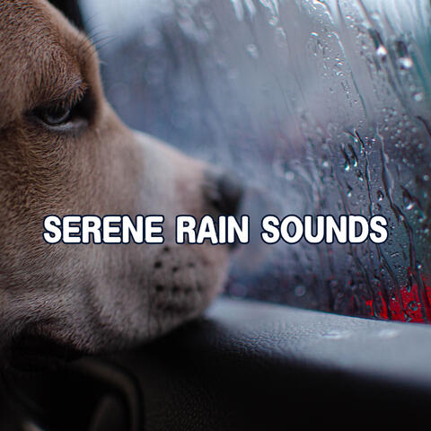 Serene Rain Sounds on a Misty Morning Lake Shore for Restful, Deep Sleep and Inner Calm