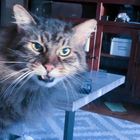 Cat Rock