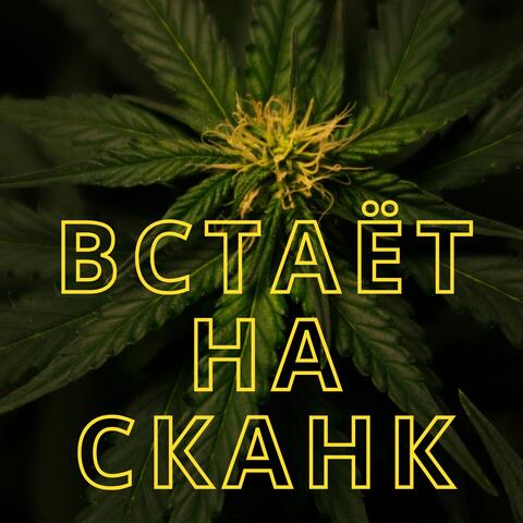 Встаёт на сканк